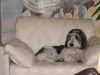 Grand Basset Griffon Vendéen Foto: Mein Sessel (ID 22195) Grand Basset Griffon Vendéen Hund