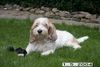 Grand Basset Griffon Vendéen Hund