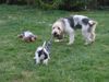 Grand Basset Griffon Vendéen Foto: Grand B. Enno und Petit B. Willi (ID 4029) Grand Basset Griffon Vendéen Hund