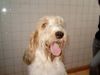 Grand Basset Griffon Vendéen Foto: Grand Basset Griffon Vendeen puppy (ID 4287) Grand Basset Griffon Vendéen Hund