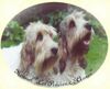 Grand Basset Griffon Vendéen Foto: Amber & Jessie (ID 6622) Grand Basset Griffon Vendéen Hund