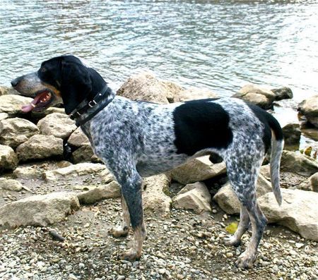 Grand Bleu de Gascogne Hunde Foto 43064 in höherer Auflösung ansehen Grand Bleu de Gascogne Gaston, 2,5 Jahre alt