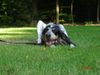 Grand Bleu de Gascogne Foto: Josephine, 6 Monate alt (ID 28994) Grand Bleu de Gascogne Hund