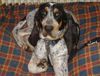 Grand Bleu de Gascogne Foto: Josephine, 7 Monate alt (ID 28993) Grand Bleu de Gascogne Hund