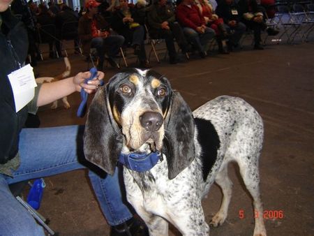 Grand Bleu de Gascogne Josephine - 1 Jahre alt