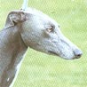 Greyhound