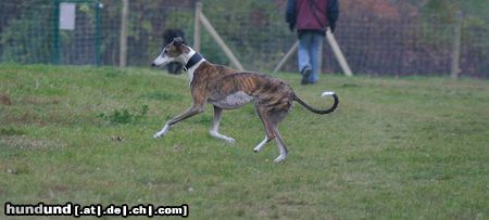 Greyhound laufend