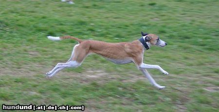 Greyhound laufend 2 