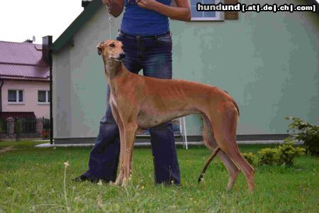 Greyhound Hunde Foto 14741 Greyhound Pl.Ch PLJCh, Jet's Dreaming Once Again