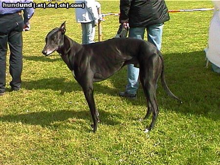 Greyhound Hunde Foto 18074 Greyhound Jerrymor der Beste Hund der Welt
