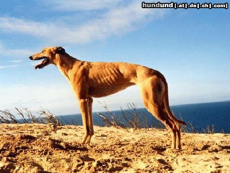 Greyhound Halifax vom Monarchenhügel