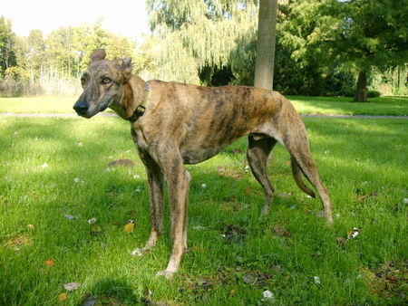 Greyhound Campeon sucht neues zu Hause