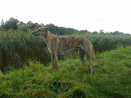 Greyhound Campeon sucht neues zu Hause