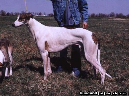 Greyhound Hunde Foto 14621 Greyhound PlCh, PlJCh, Bokamaro FINCHLEY