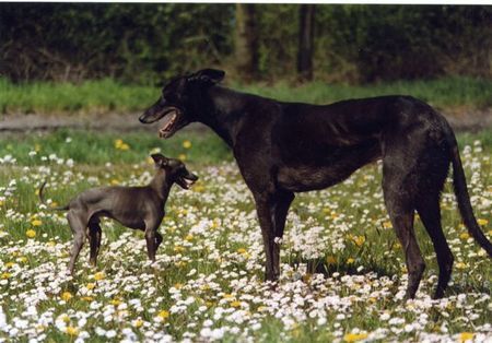 Greyhound Aaron und farouq