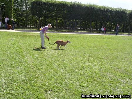 Greyhound Hunde Foto 14059 Greyhound Coursing