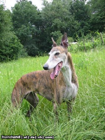 Greyhound Hunde Foto 18727 Greyhound Kaysa - was ist los...?