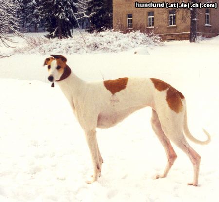 Greyhound Apigal vom Vugelbeerbaam(Europasieger 2004)