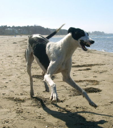 Greyhound Indio