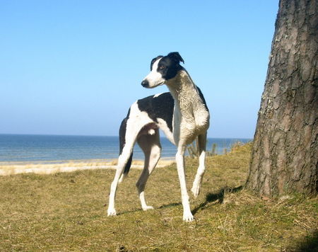 Greyhound Hunde Foto 37826 Greyhound Indio