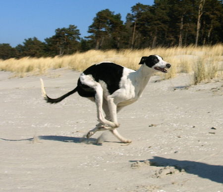 Greyhound Hunde Foto 37823 Greyhound Indio