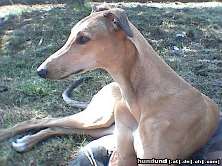 Greyhound Hunde Foto 14576 Greyhound Tootsi