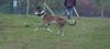 Greyhound Foto: laufend (ID 26299) Greyhound Hund