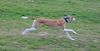 Greyhound Foto: laufend 2 (ID 26300) Greyhound Hund