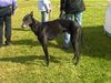 Greyhound Foto: Jerrymor der Beste Hund der Welt (ID 18074) Greyhound Hund