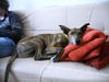 Greyhound Foto: Campeon sucht neues zu Hause (ID 34810) Greyhound Hund