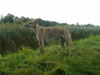 Greyhound Foto: Campeon sucht neues zu Hause (ID 34811) Greyhound Hund