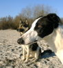 Greyhound Foto: Indio (ID 37827) Greyhound Hund