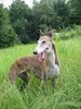 Greyhound Foto: Kaysa - was ist los...? (ID 18727) Greyhound Hund