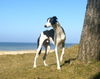 Greyhound Hund