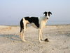 Greyhound Foto: Indio (ID 37822) Greyhound Hund