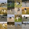 Greyhound Foto: Indio (ID 37828) Greyhound Hund