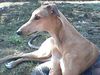 Greyhound Hund