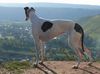 Greyhound Hund