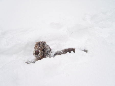 Griffon á Poil Dur eyke im schnee