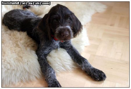 Griffon á Poil Dur Hunde Foto 14107 Griffon á Poil Dur Daika mit 10 WO, endlich bei uns zu Hause!