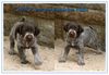 Griffon á Poil Dur Foto: Daika mit 4 WO, noch beim Züchter. (ID 14105) Griffon á Poil Dur Hund