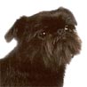 Griffon Belge, Belgischer Griffon