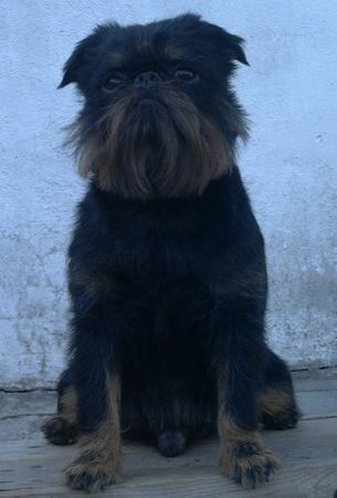 Griffon Belge Hunde Foto 39584 in höherer Auflösung ansehen Griffon Belge Rocky (Kennel Imgosbull)