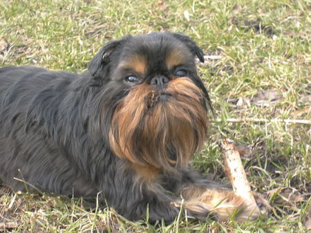 Griffon Belge Imgosbull Uvertura (lives in Russia)