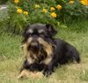 Griffon Belge Hund