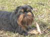 Griffon Belge Hund