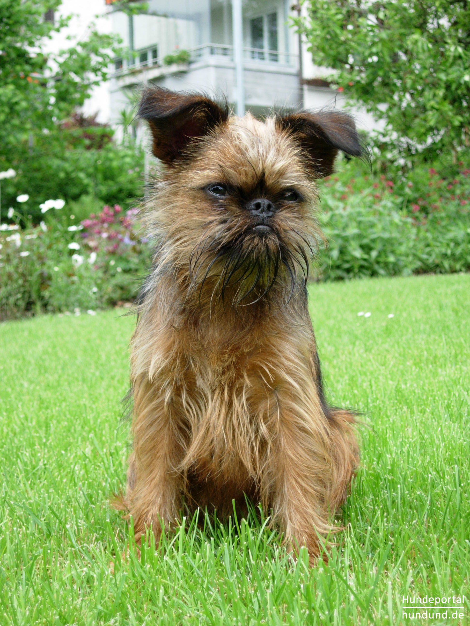 Griffon Bruxellois Br sseler Griffon Foto 24036 Hundund de