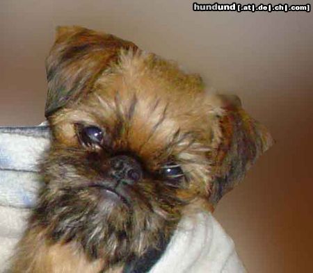 Griffon Bruxellois Hunde Foto 25754 in höherer Auflösung ansehen Griffon Bruxellois AIKEMUNO - www.aikemuno.spb.ru