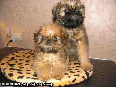 Griffon Bruxellois Hunde Foto 25758 in höherer Auflösung ansehen Griffon Bruxellois AIKEMUNO - www.aikemuno.spb.ru