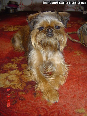 Griffon Bruxellois Hunde Foto 25818 in höherer Auflösung ansehen Griffon Bruxellois